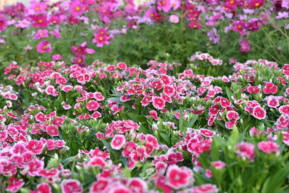 Planting vibrant flowers in a fresh garden bed